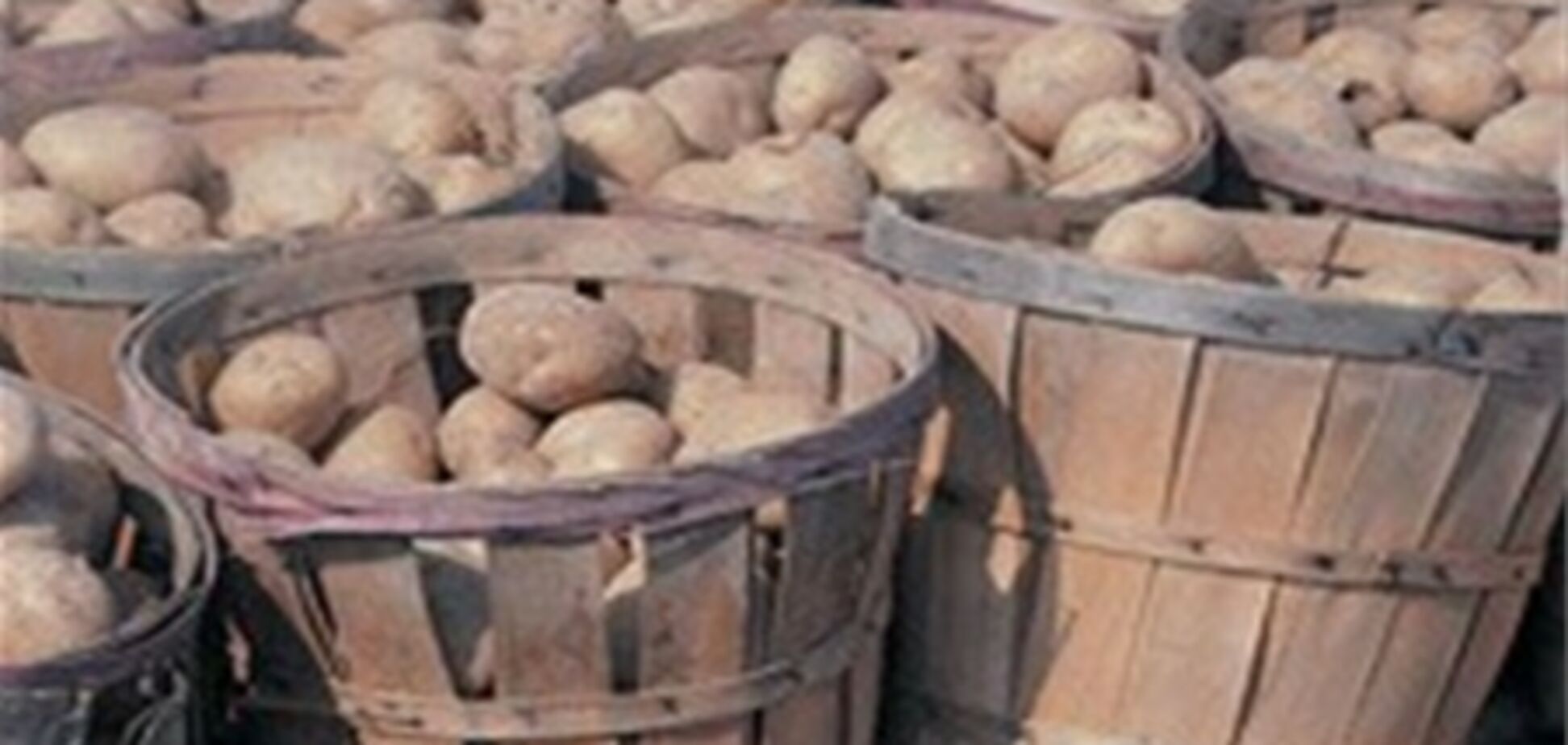 В Украине назревает дефицит картофеля