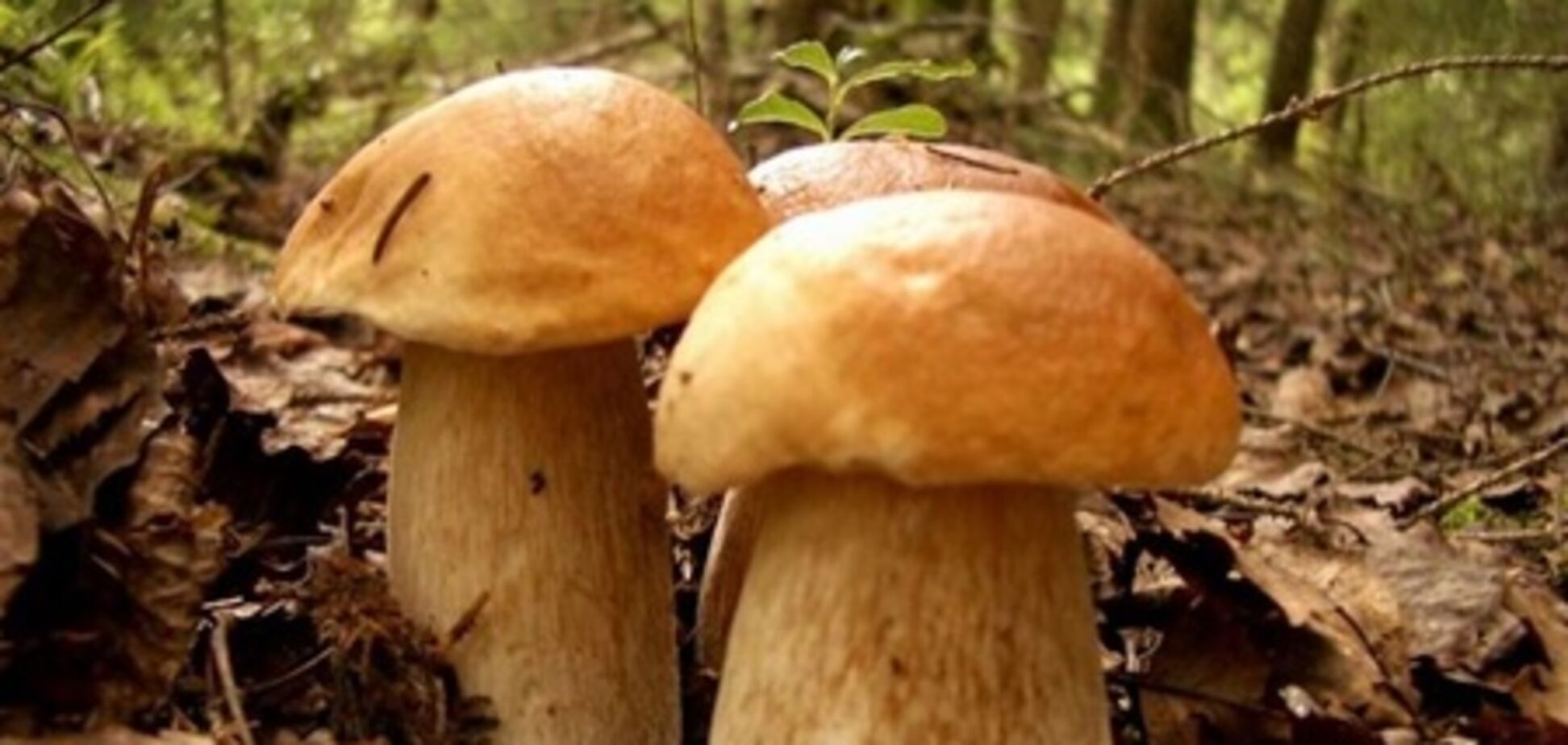 В Україні очікується хороший урожай грибів і кавунів