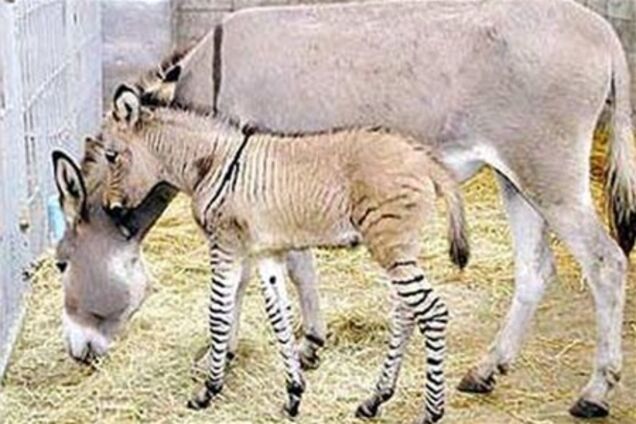 Зебросел поразил мир