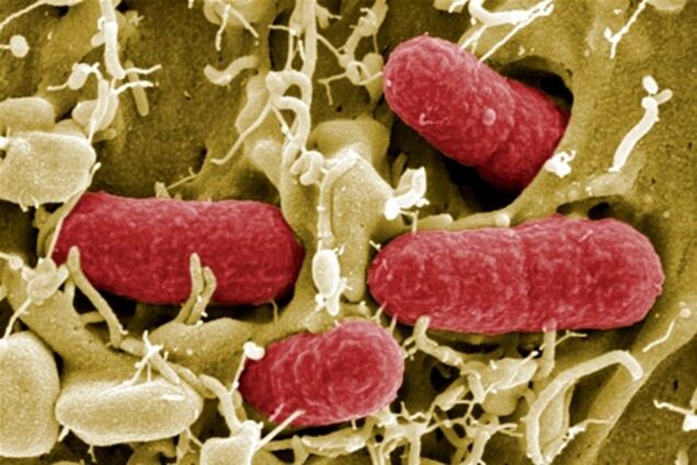 Еврокомиссия подтвердила, что источник кишечной палочки был завезен из Египта