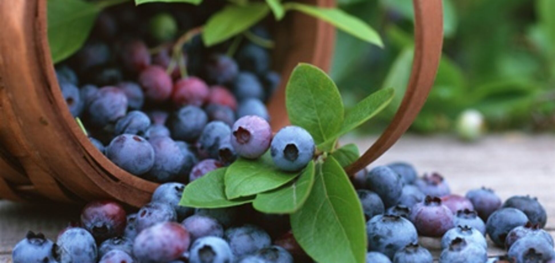 Чи можна їсти чорницю з приміських зон?