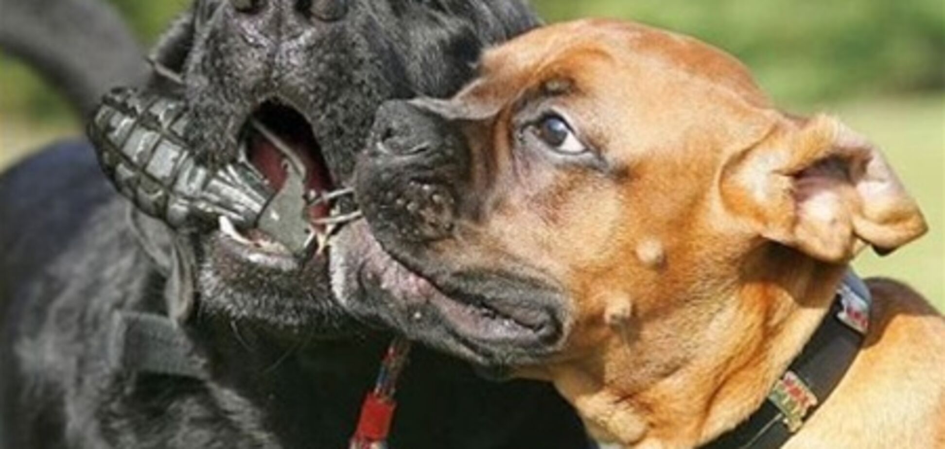 Миф о бойцовых собаках разрушен