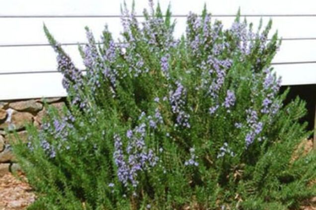 Целитель розмарин