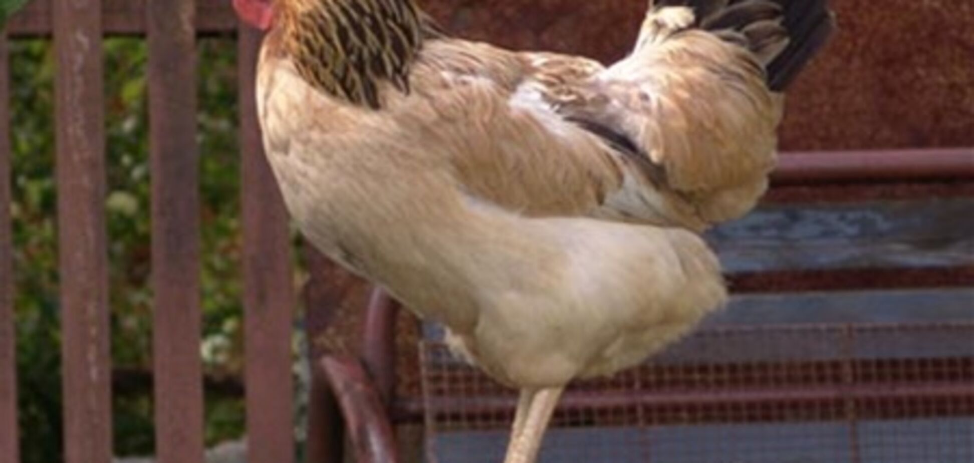 Проверка экспертов: продаётся ли в Украине качественная курятина?