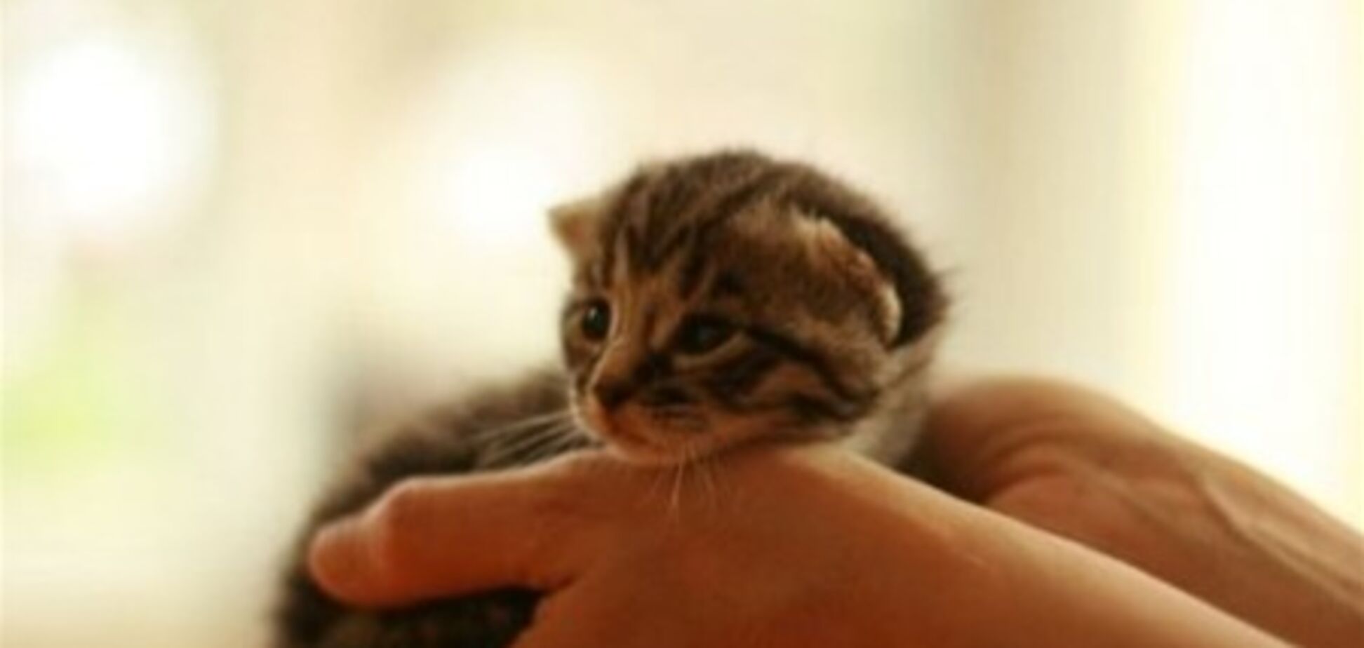 В Одесі порушили кримінальну справу за побиття кошеня