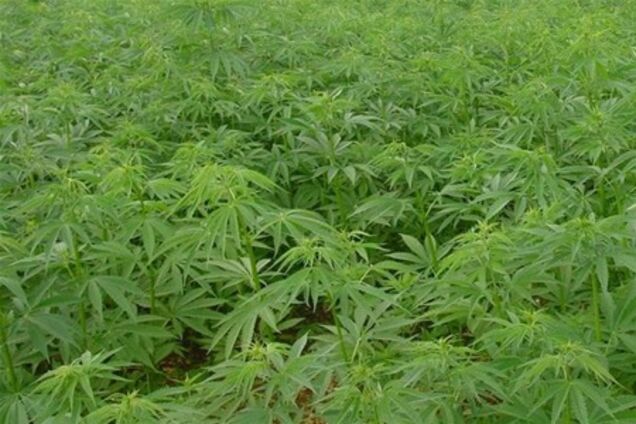 У Криму співробітники СБУ та міліціонери знайшли 2,5 га відмінною конопель