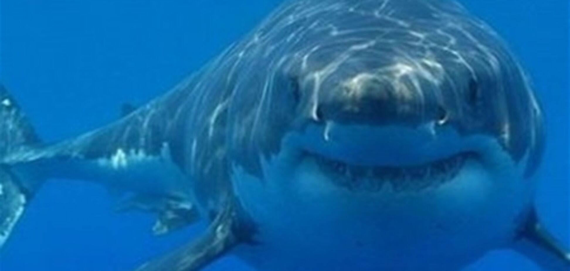 Стали відомі подробиці нападу акули на чоловіка в Примор'ї