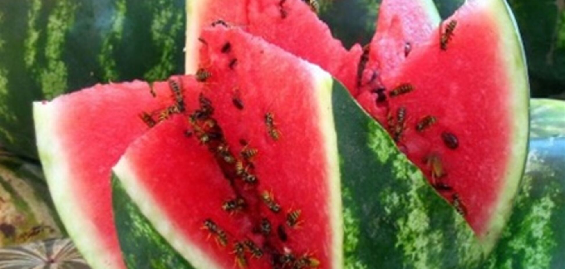 Жители Киева массово травятся арбузами