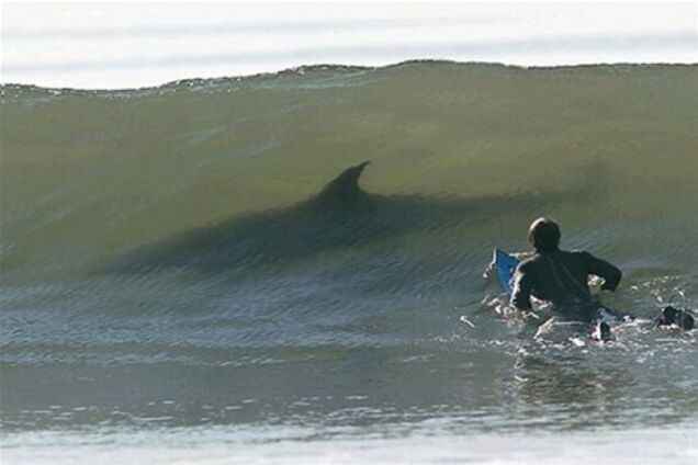 В Приморском крае России акула напала на двух человек