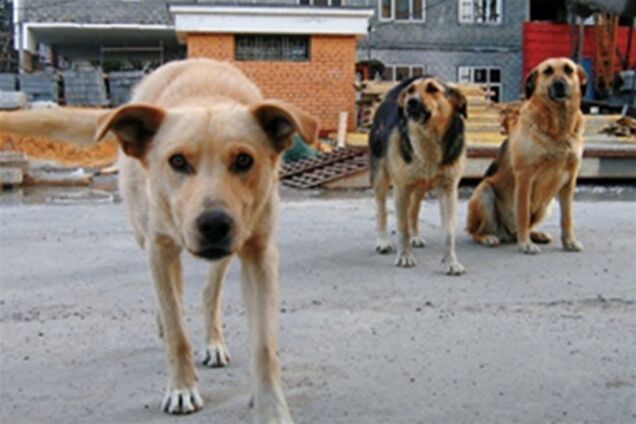В Киеве бездомные собаки изуродовали машину