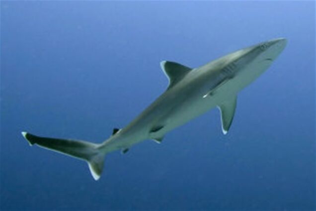 В России акула откусила отдыхающему кисти рук