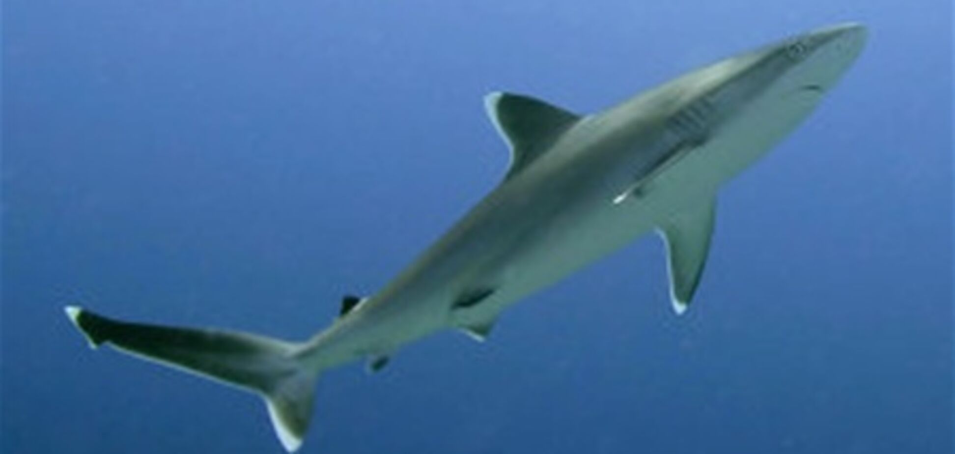 В России акула откусила отдыхающему кисти рук
