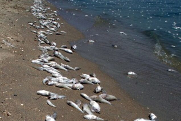 У Миколаївській області загинуло півтори тонни риби