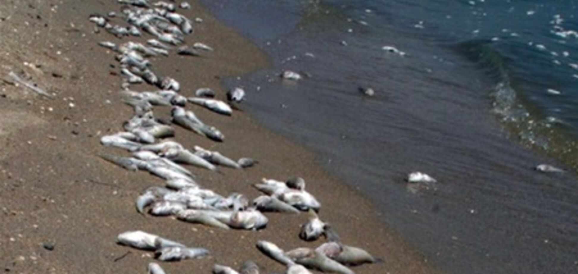 В Николаевской области погибло полторы тонны рыбы