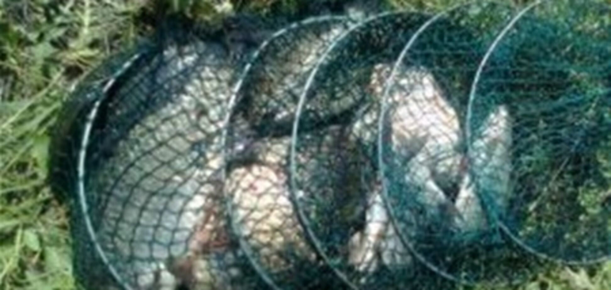 В Крыму чиновники госпредприятия порыбачили на 144 тысячи