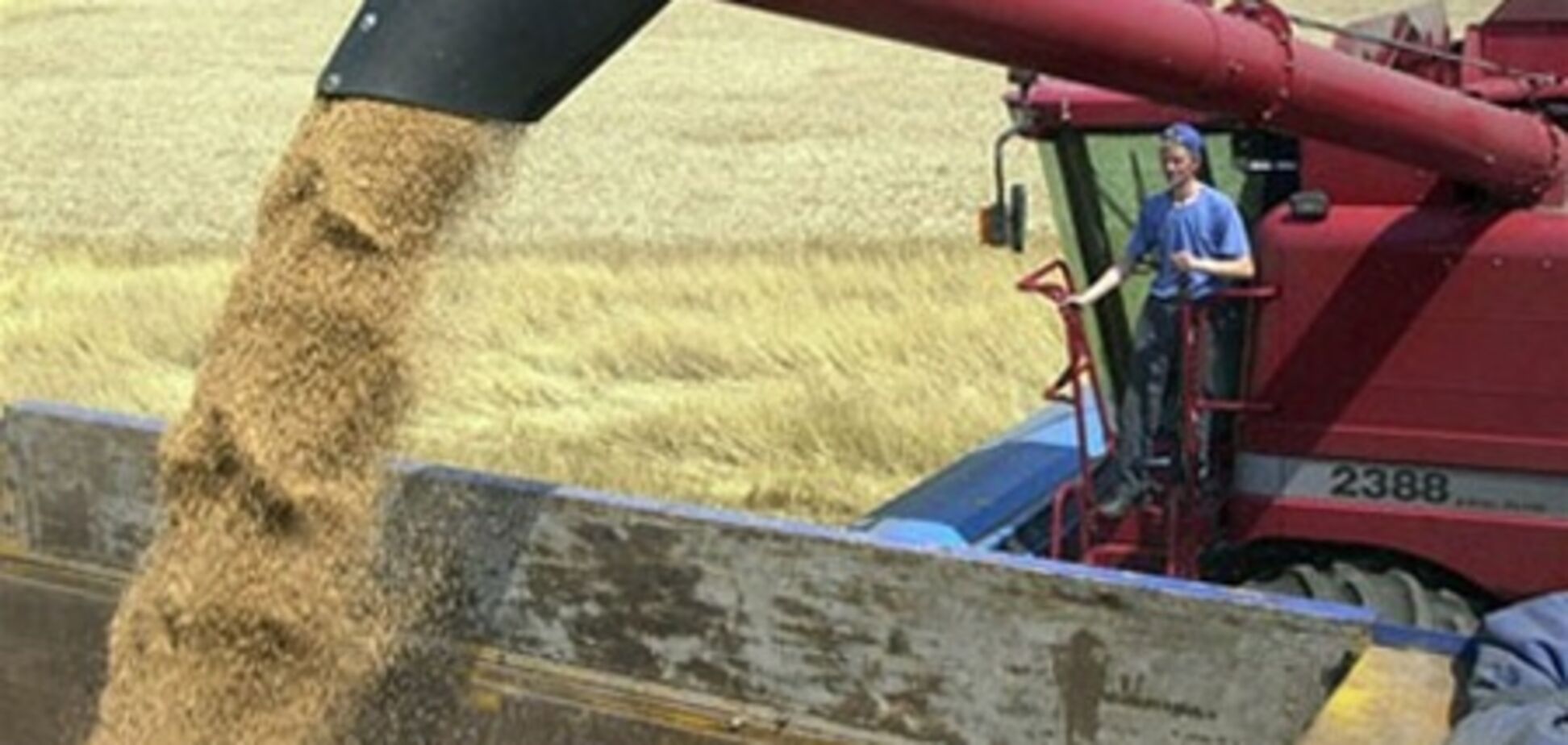 Урожай 2011 року - другий за величиною в історії незалежної України