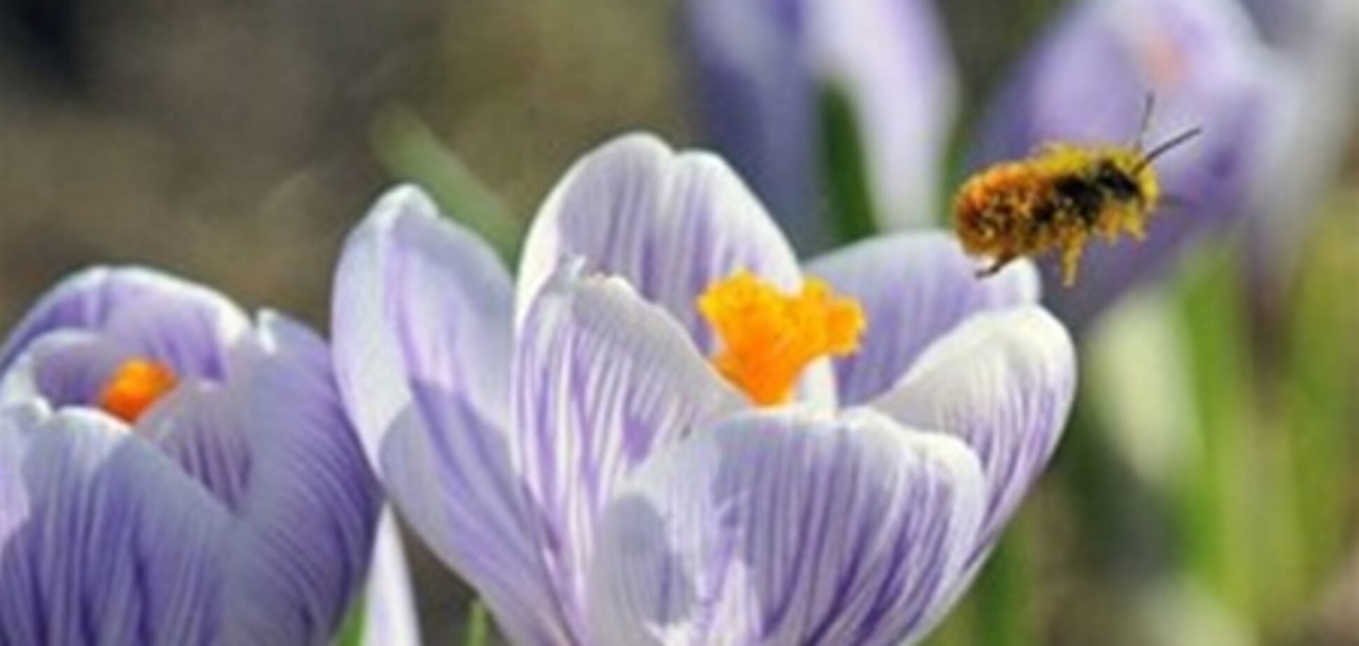 В День Независимости погода порадует киевлян