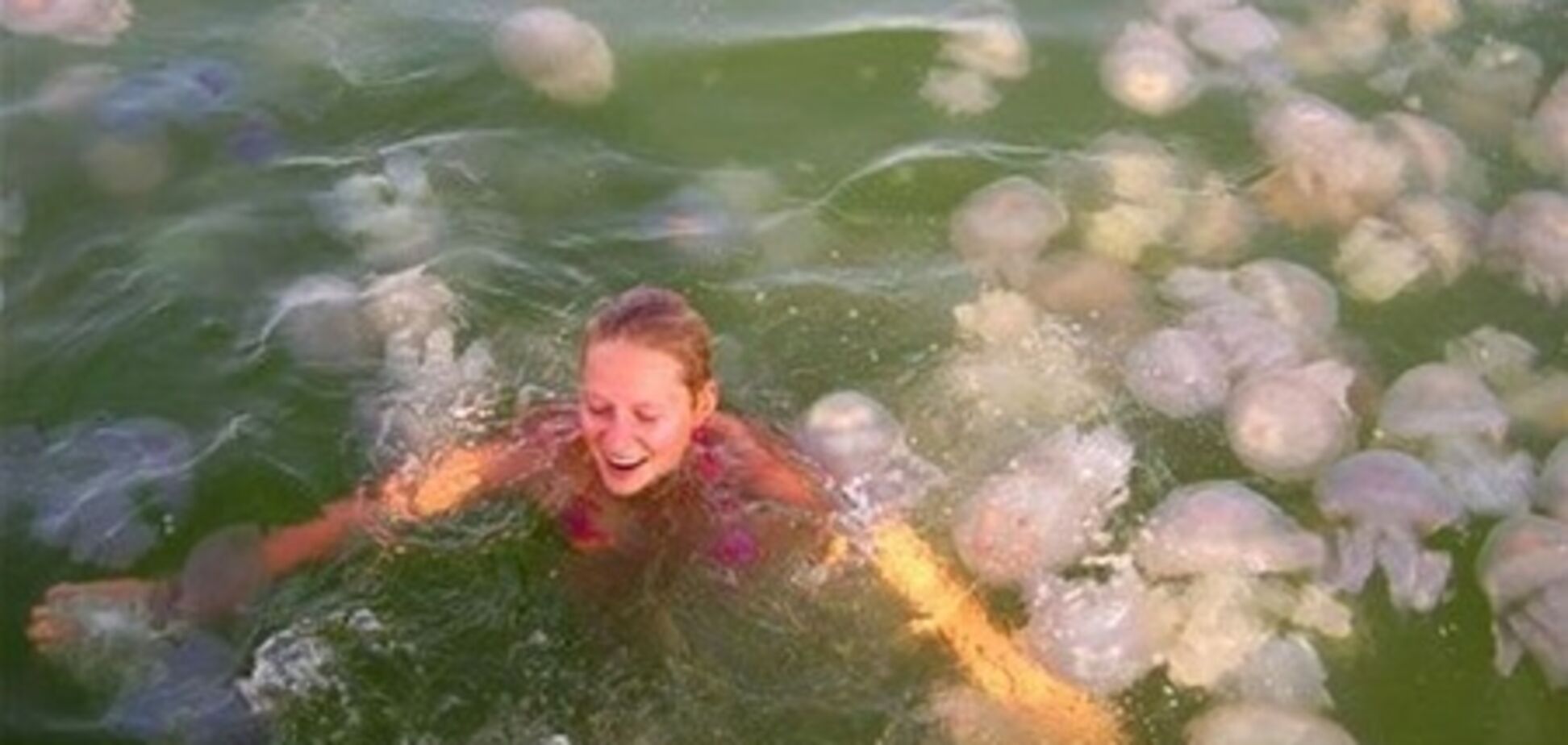Нашествие медуз у побережья Болгарии