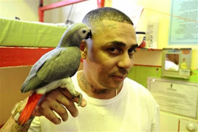 Закоренелых преступников перевоспитывают с помощью попугаев