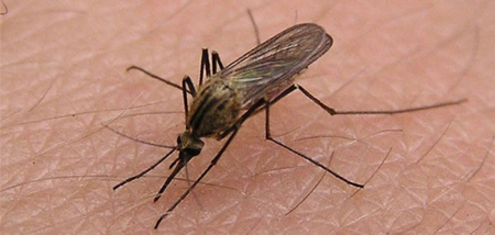 Туристов, отправляющихся в Грецию, предупреждают об опасности малярии