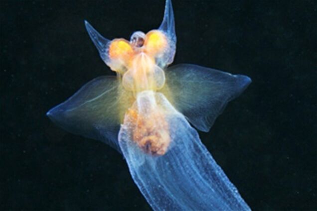 Красота фауны Белого моря