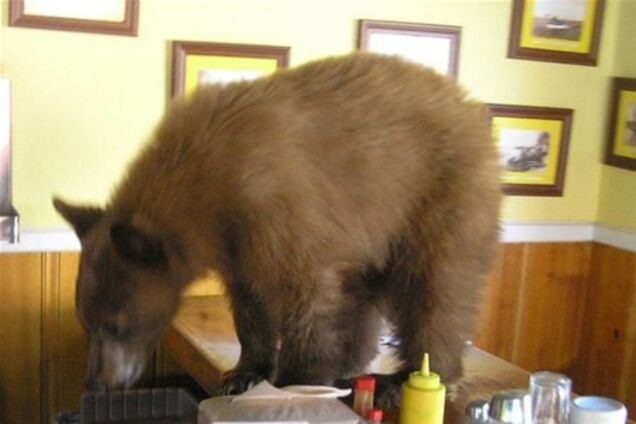 Міністр екології врятує ведмедів від алкоголізму