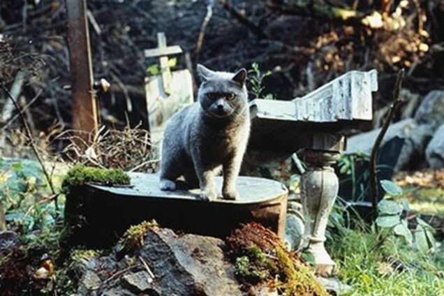 Режиссер «Пираний 3D» переснимет «Кладбище домашних животных»