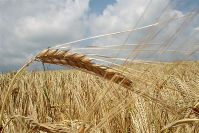 Мировой резерв зерна – за Украиной?
