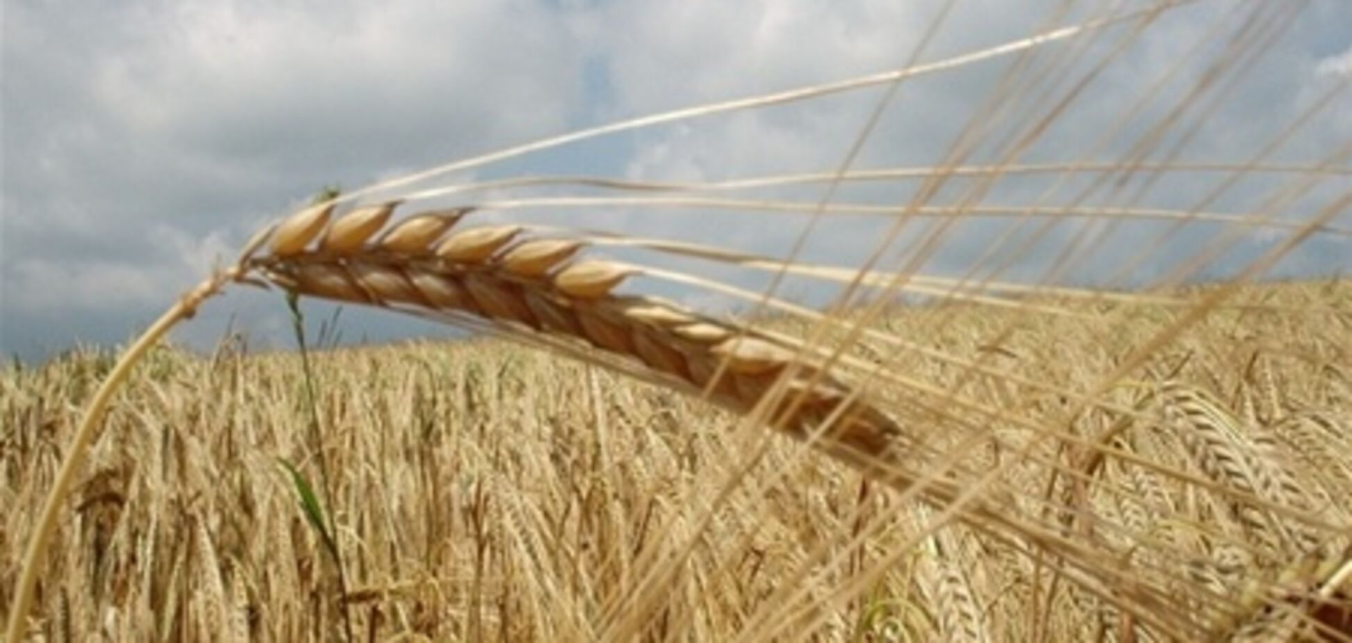 Мировой резерв зерна – за Украиной?
