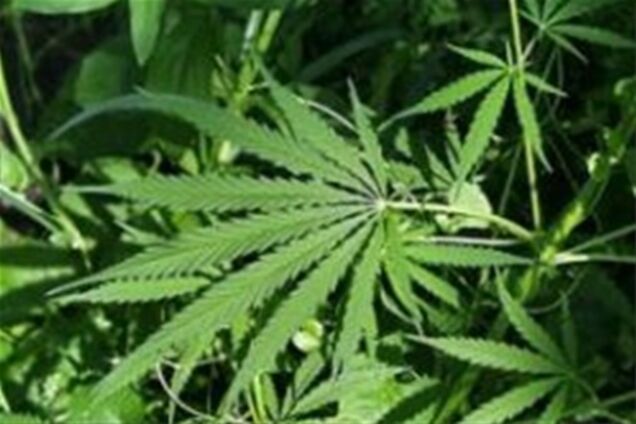 Инспекторы ГАИ обнаружили в автомобиле 4 ящика наркотического вещества