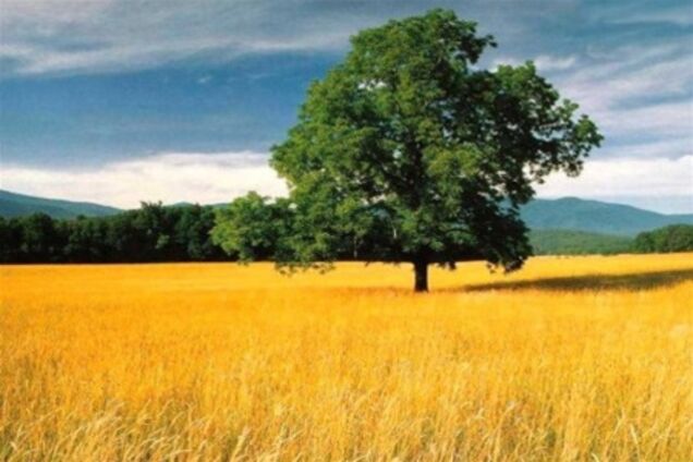 Гриценко: землю купуватимуть ті, для кого хліб росте у супермаркетах