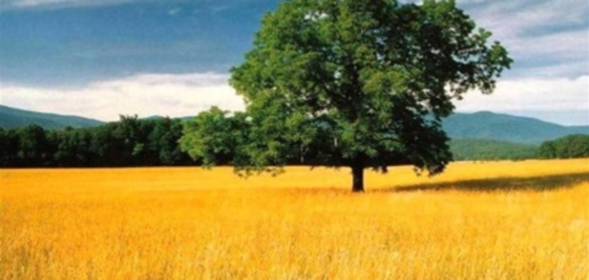 Гриценко: землю купуватимуть ті, для кого хліб росте у супермаркетах