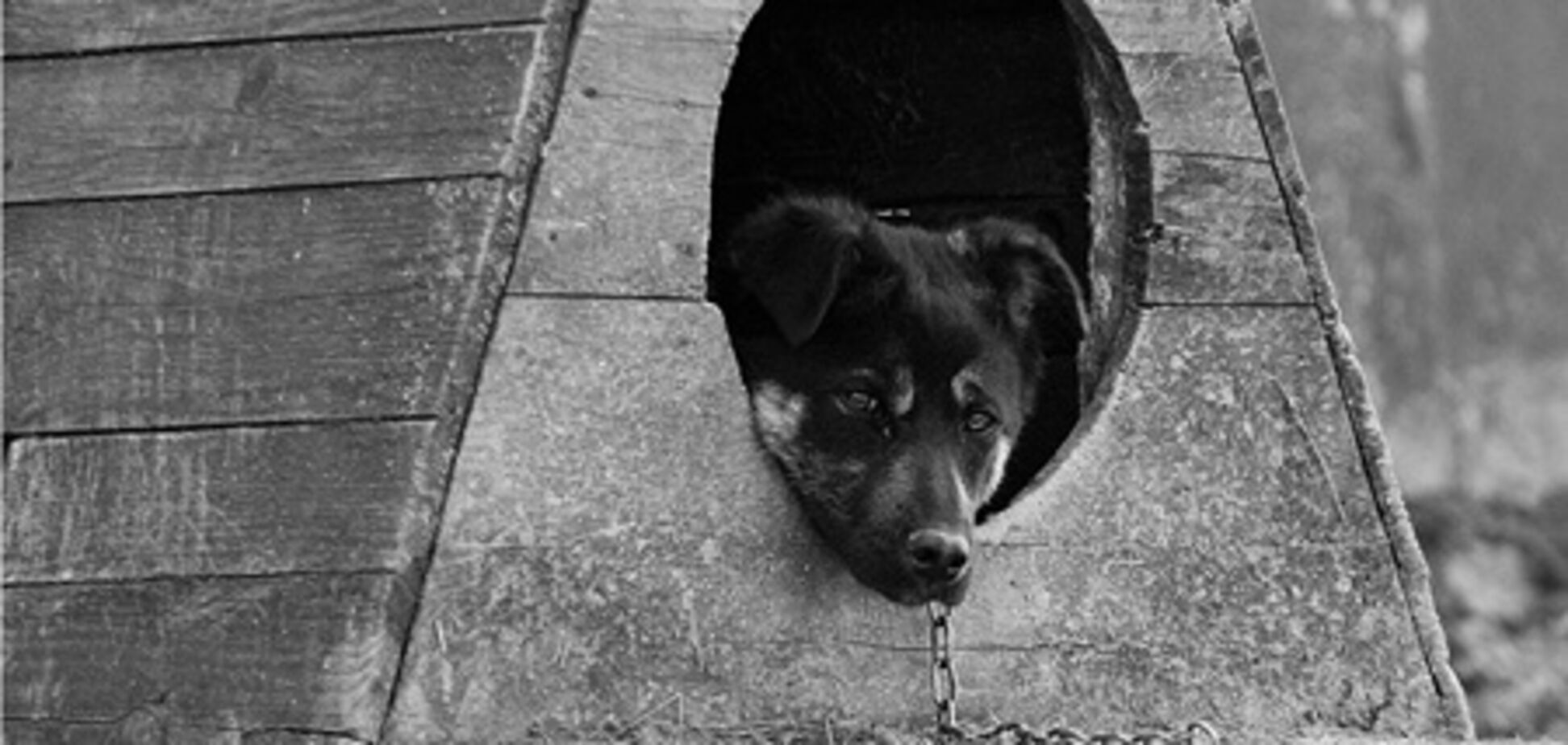 На Сумщині мати прикувала сина до собачій буді