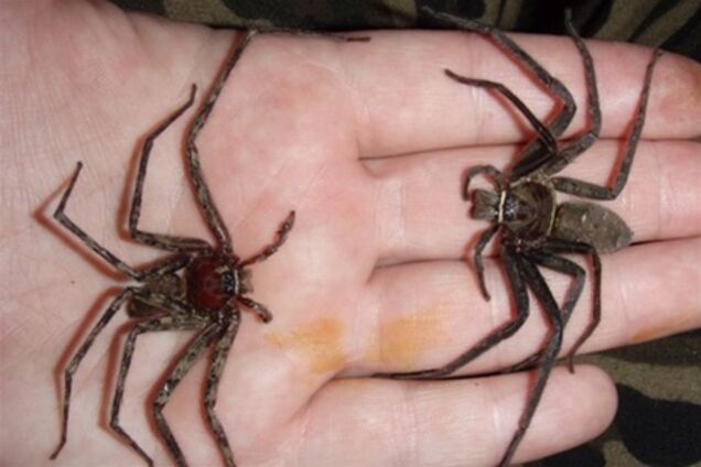 Жителі Харківщини скаржаться на навалу павуків-вовків