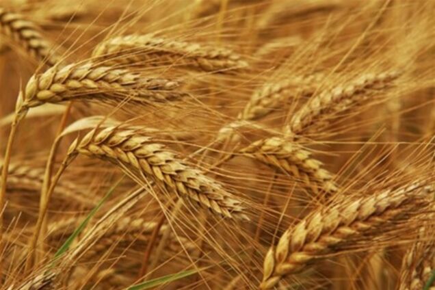 ООН навряд чи погодиться створити в Україні світовий продовольчий резерв зерна