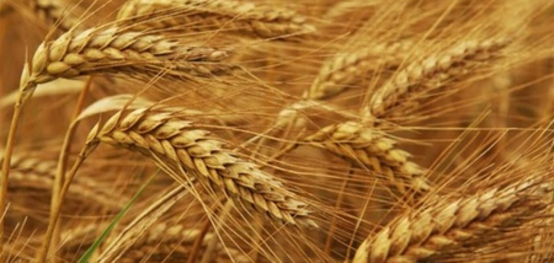 ООН вряд ли согласится создать в Украине мировой продовольственный резерв зерна