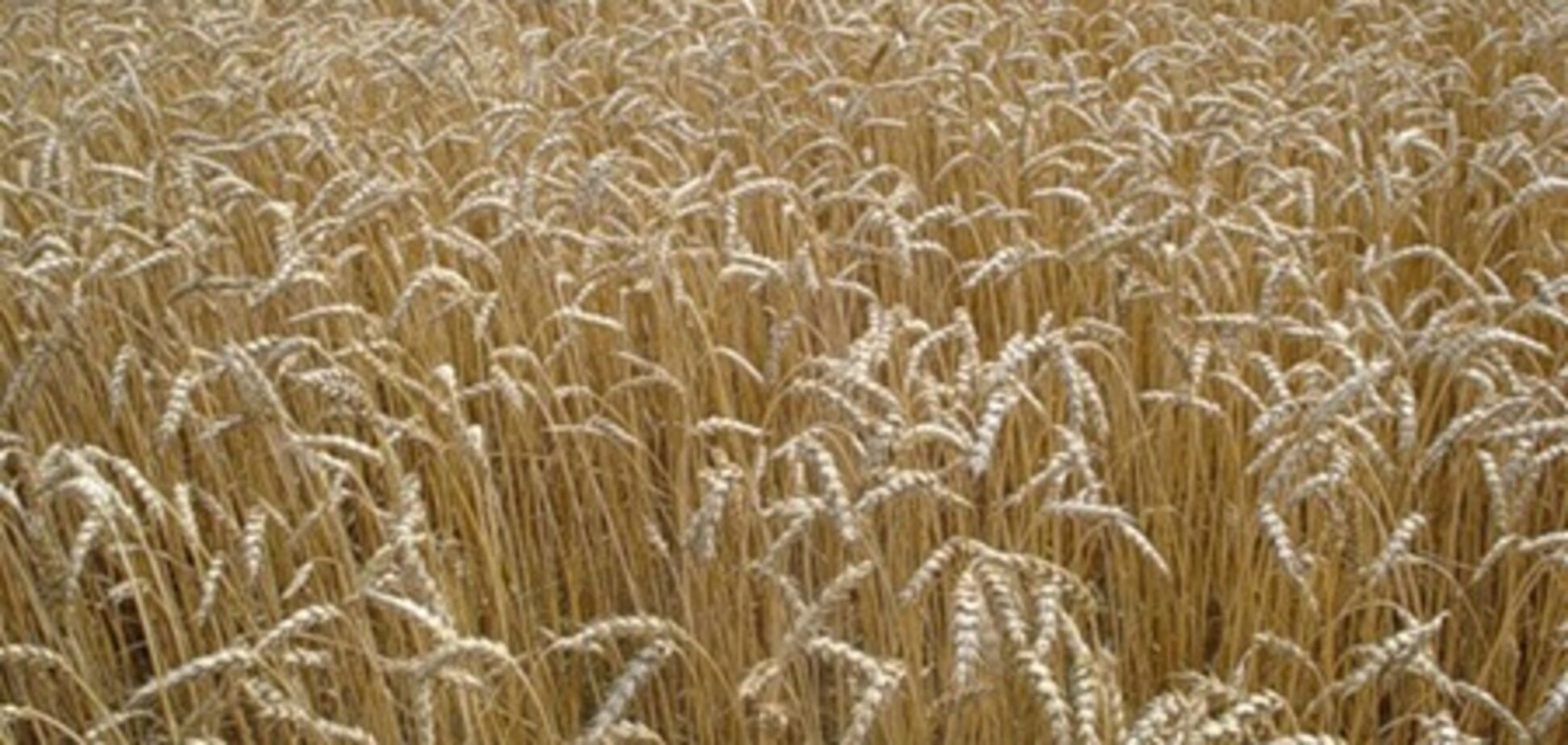 Минагрополитики прогнозирует урожай в 50 млн тонн зерна