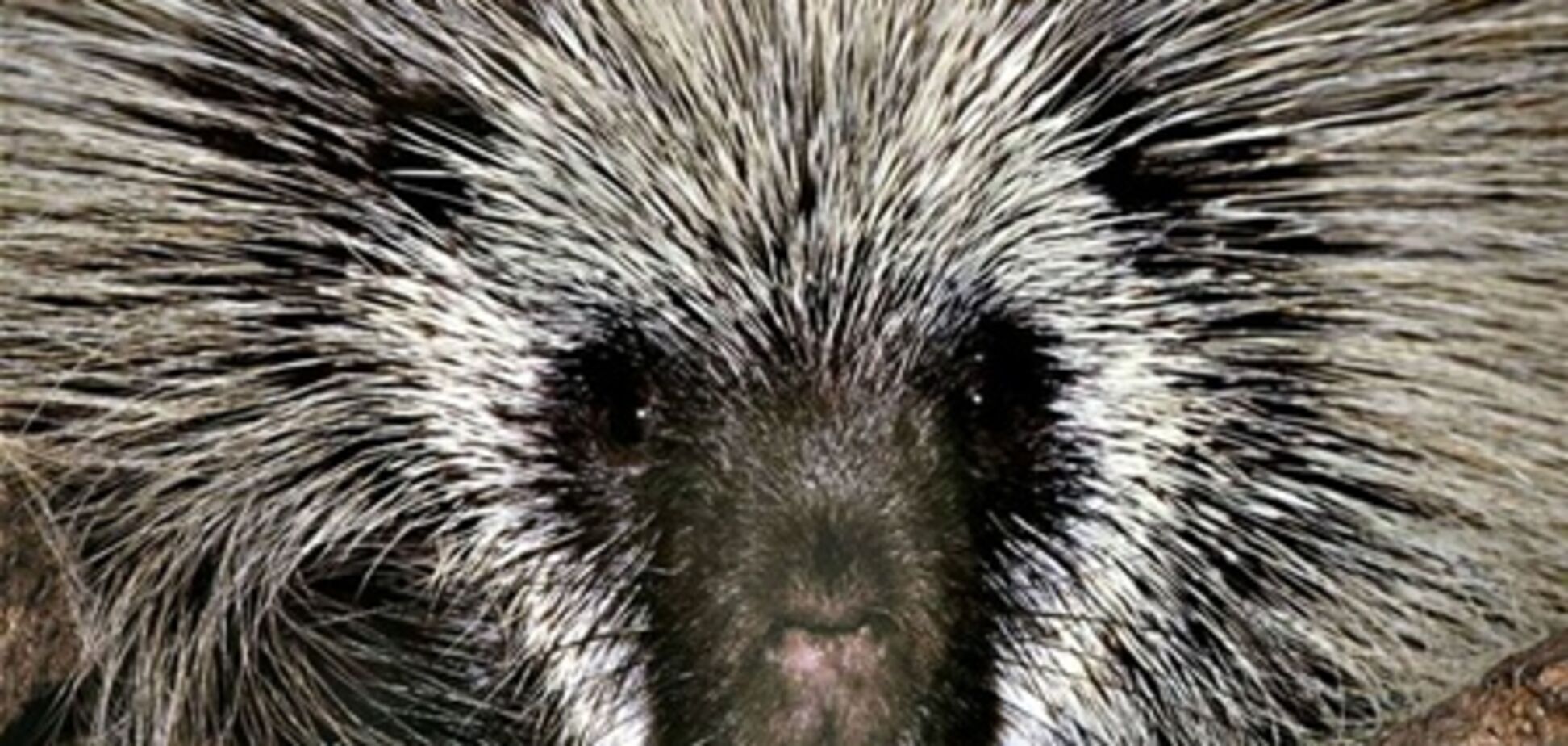 Из столичного зоопарка сбежали 16 животных