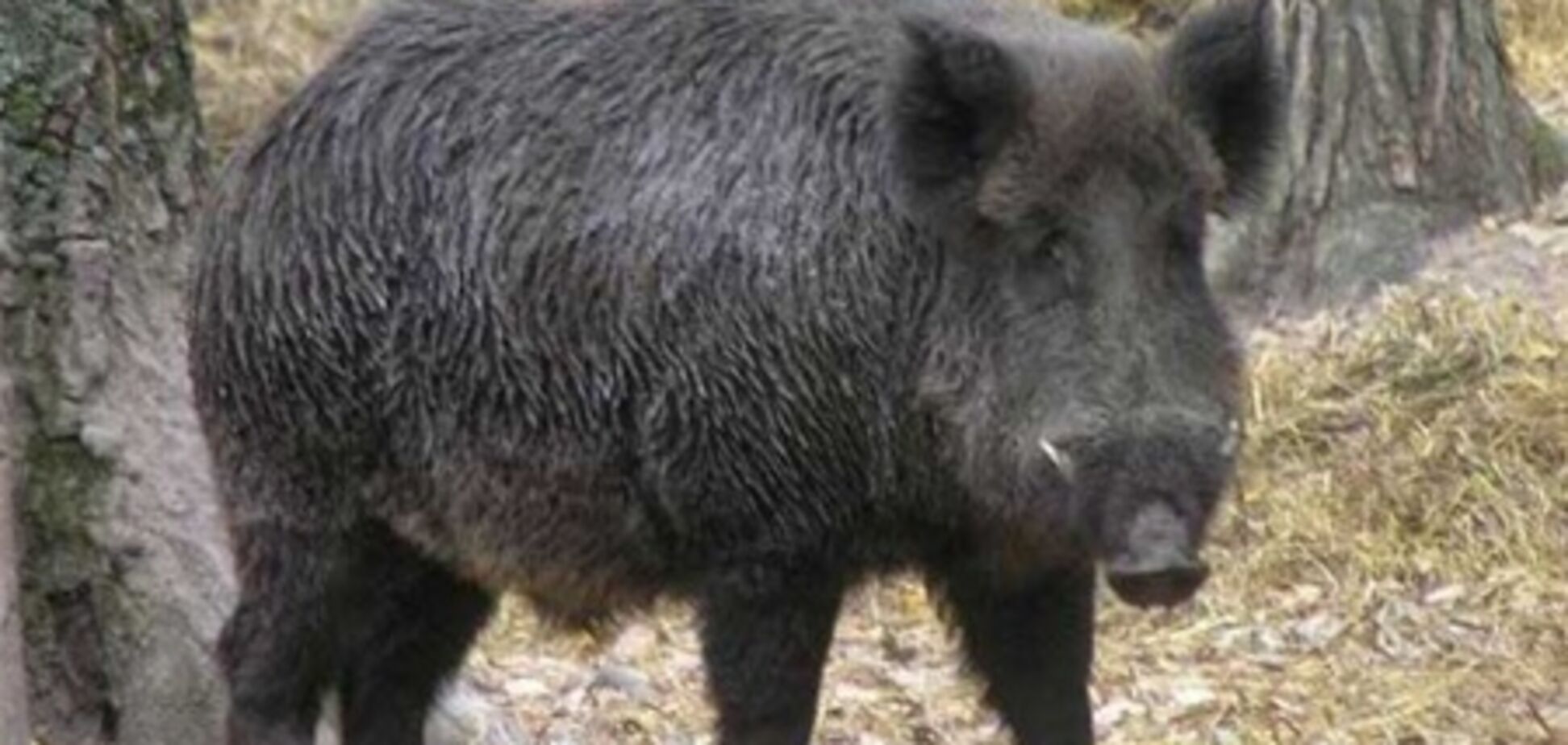 Пенсионер застрелил зятя, притворившегося кабаном