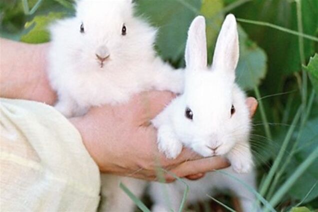 Жінка підсадила кроликів на наркотики