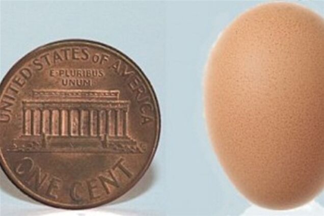 Курка знесла найменше у світі яйце