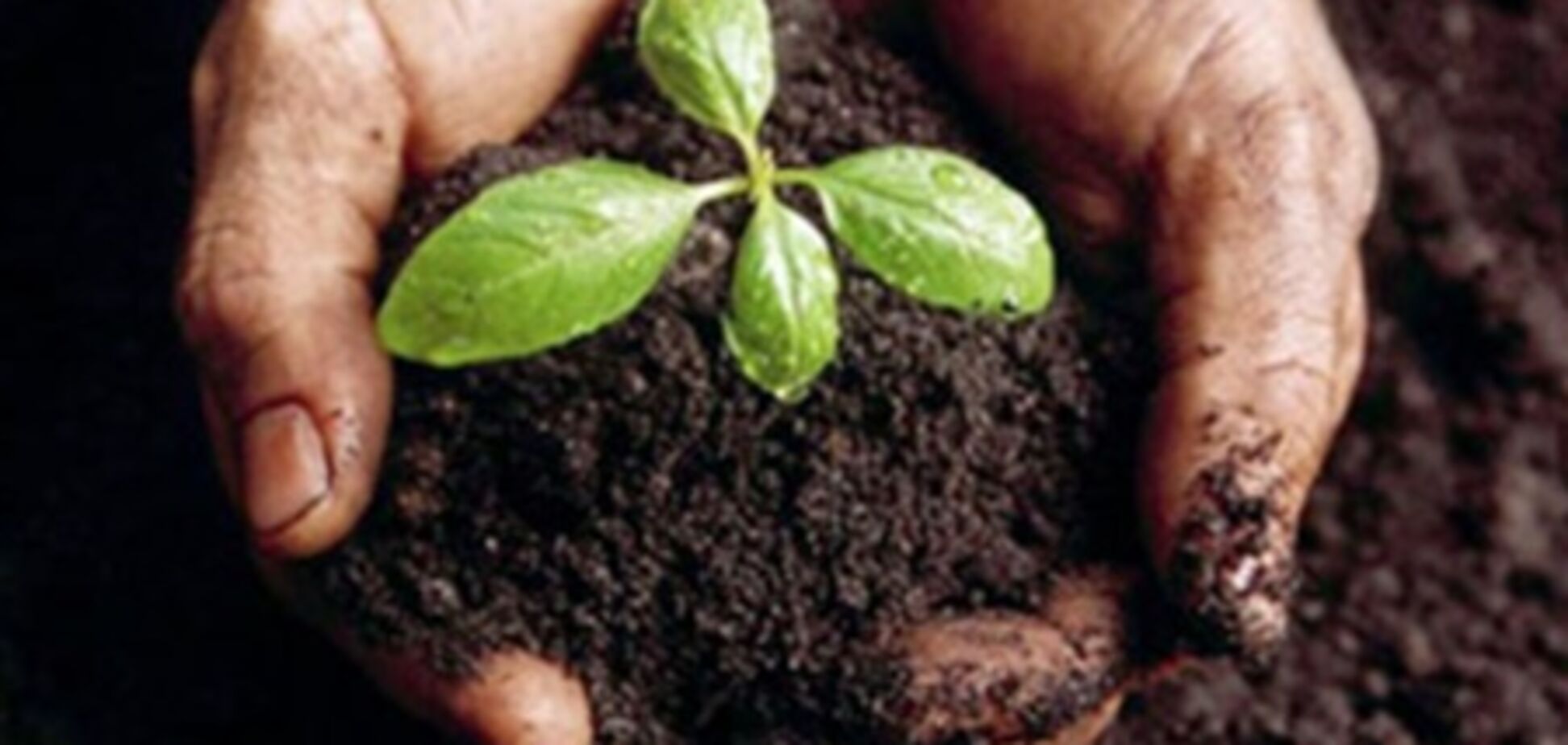 Как быстро оформить право на землю - советы экспертов