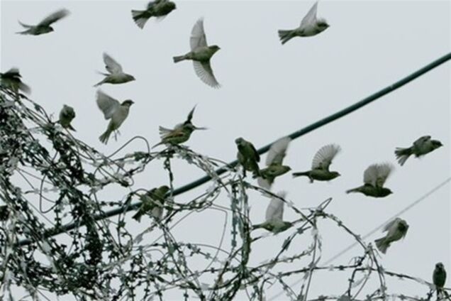 Дрібних економічних злочинців «помилують». Але Тимошенко це не стосується