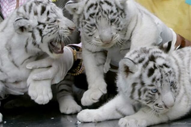 У китайському зоопарку собака вигодувала тигренят