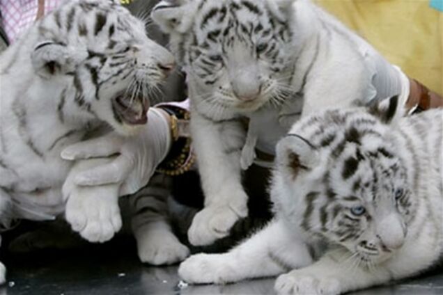 У китайському зоопарку собака вигодувала тигренят