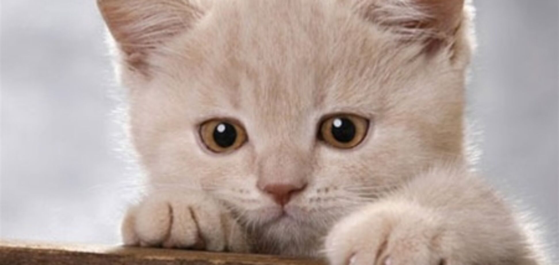 Топ-10 хулиганских выходок котов