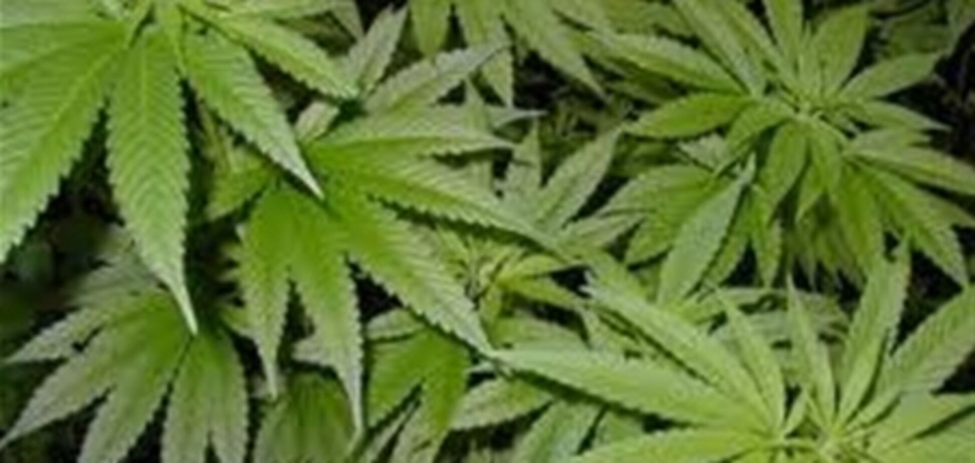 Полтавщина. У безробітного вилучено 20 кг канабісу