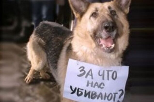 Киевских бездомных собак снова пустят на муку