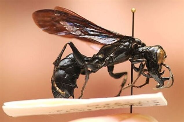 Обнаружена оса с огромными челюстями
