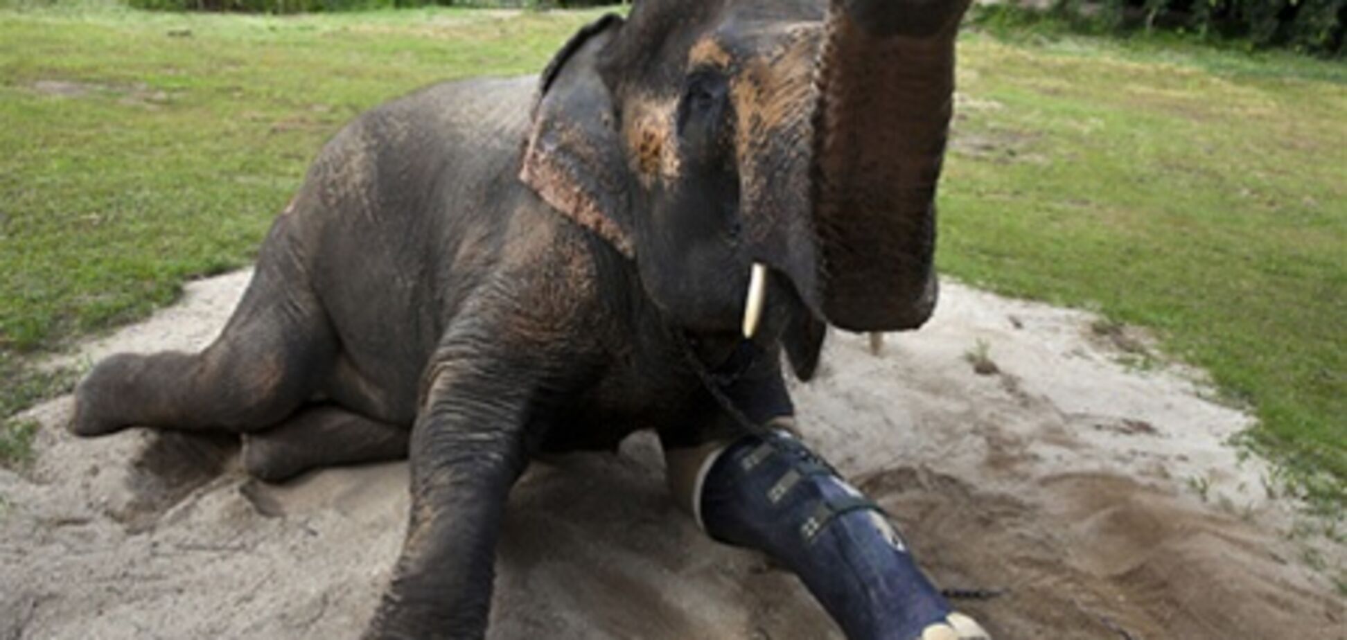 Новый протез для слонихи Моталы